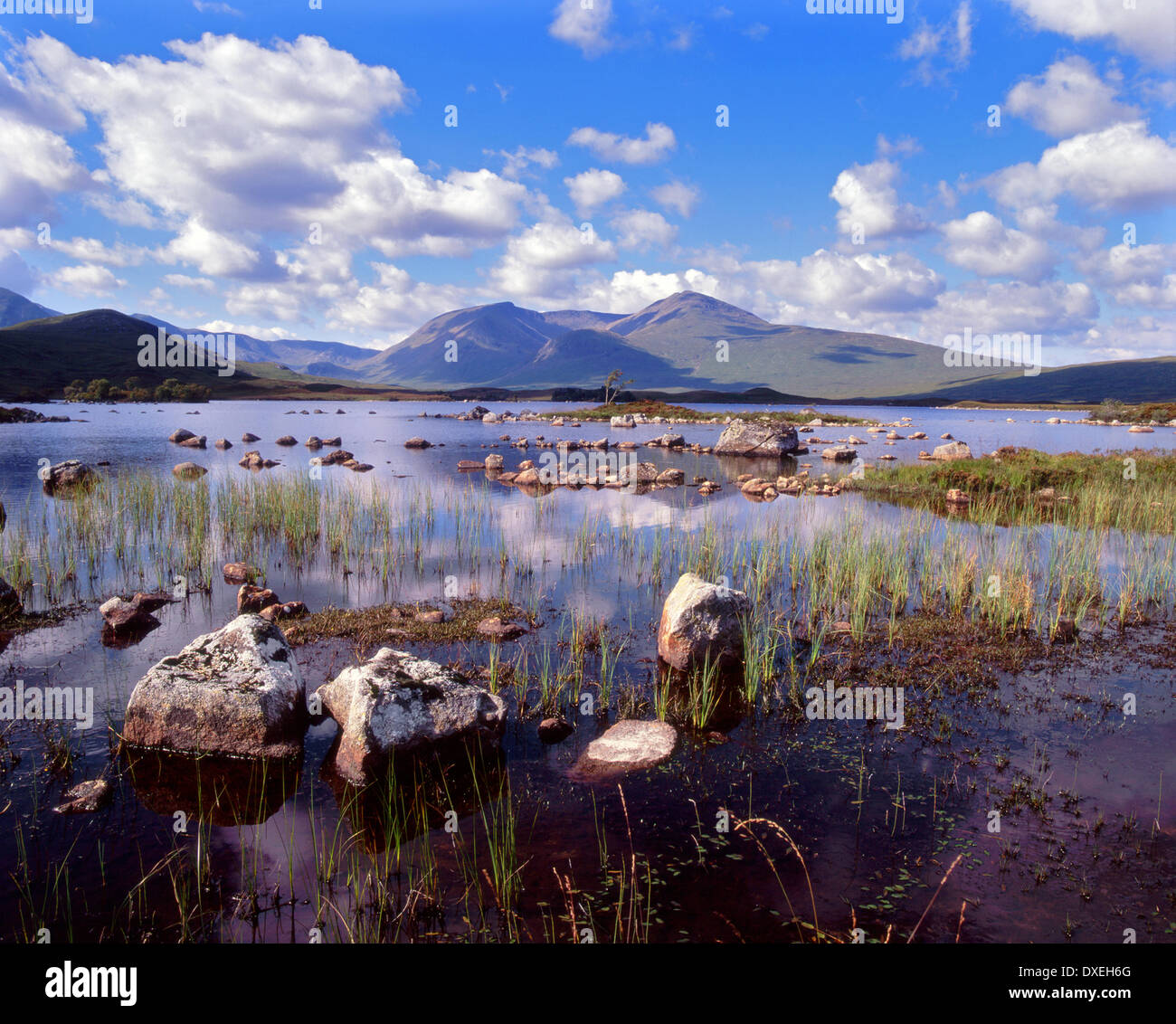 Ba sur scène sur le Loch Rannoch Moor,West Highlands, Ecosse. Banque D'Images