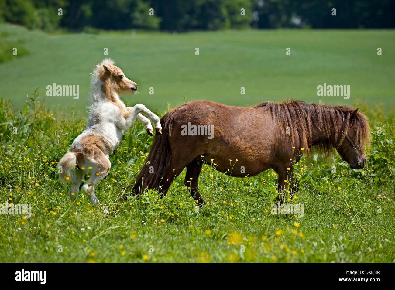 Poney Shetland. Poulain (4 semaines), invitant sa mère à jouer de pâturage Banque D'Images