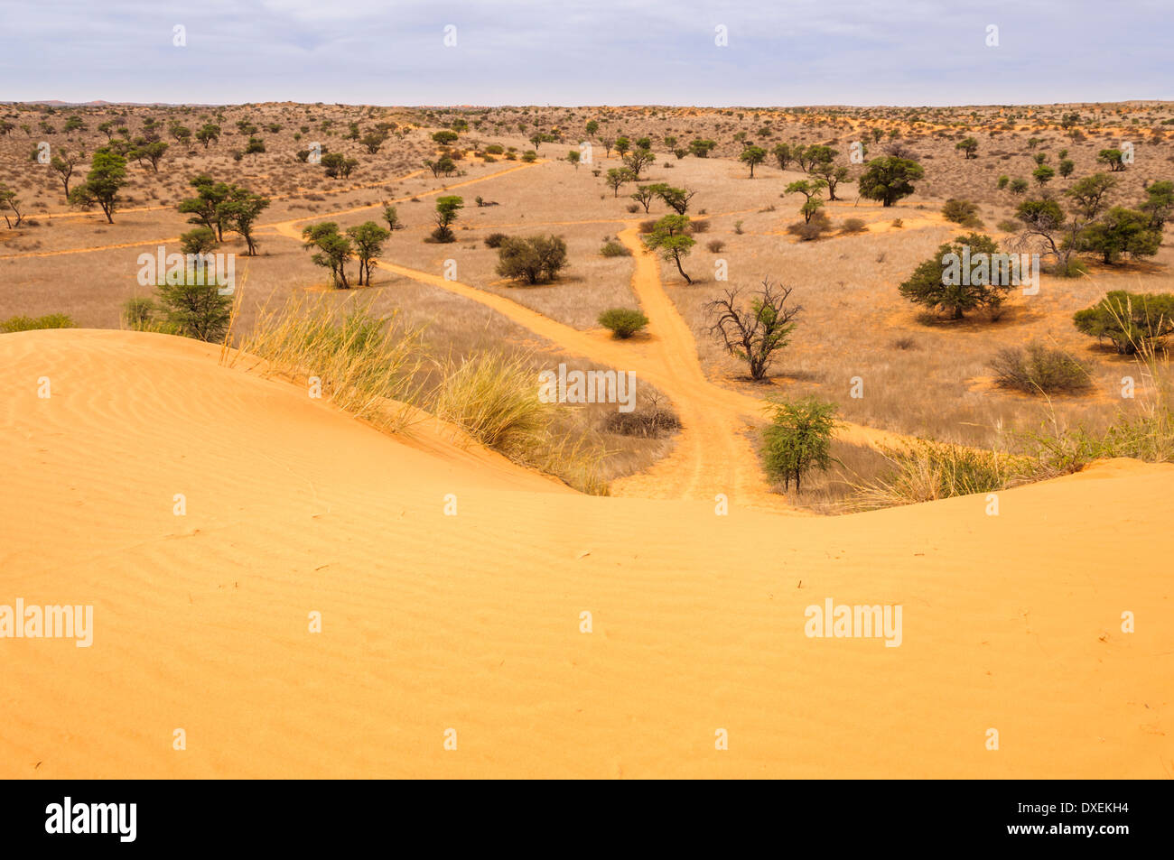 Superbe paysage de dunes de sable et acacias dans le désert de Kalahari, Northern Cape, Afrique du Sud. Banque D'Images