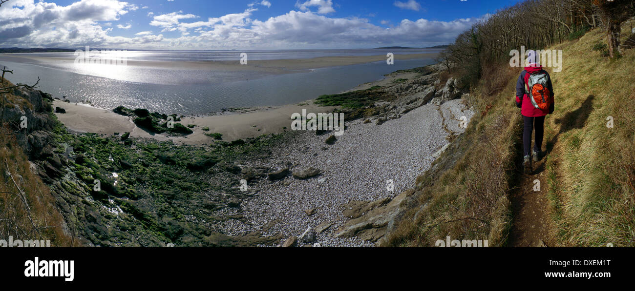 Walker sur sentier du littoral, nr Arnside, à White Creek, la baie de Morecambe, Lancashire, FR, UK, Europe Banque D'Images