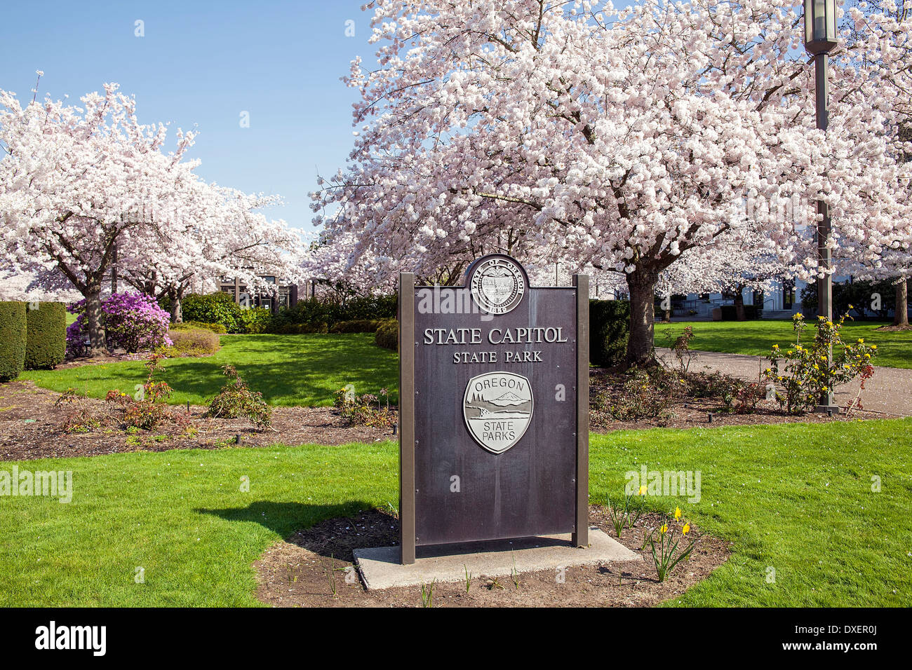 1859 Salem Oregon State Capitol Park panneaux aux cerisiers en fleurs Printemps Banque D'Images