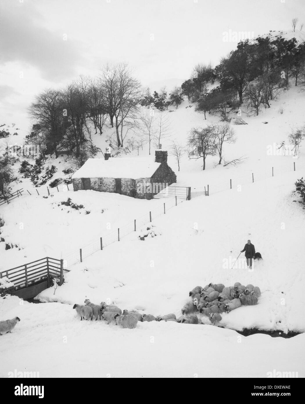 Croft et d'hiver les moutons, l'Argyll Banque D'Images