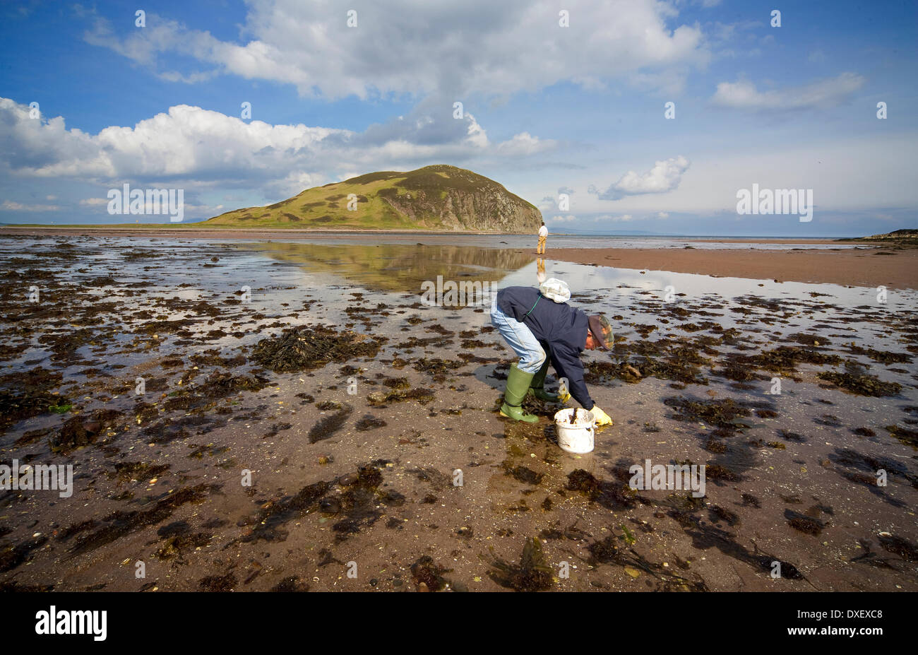 Les mollusques cueillette près de Davaar island, Campbeltown, Argyll, Kintyre Banque D'Images