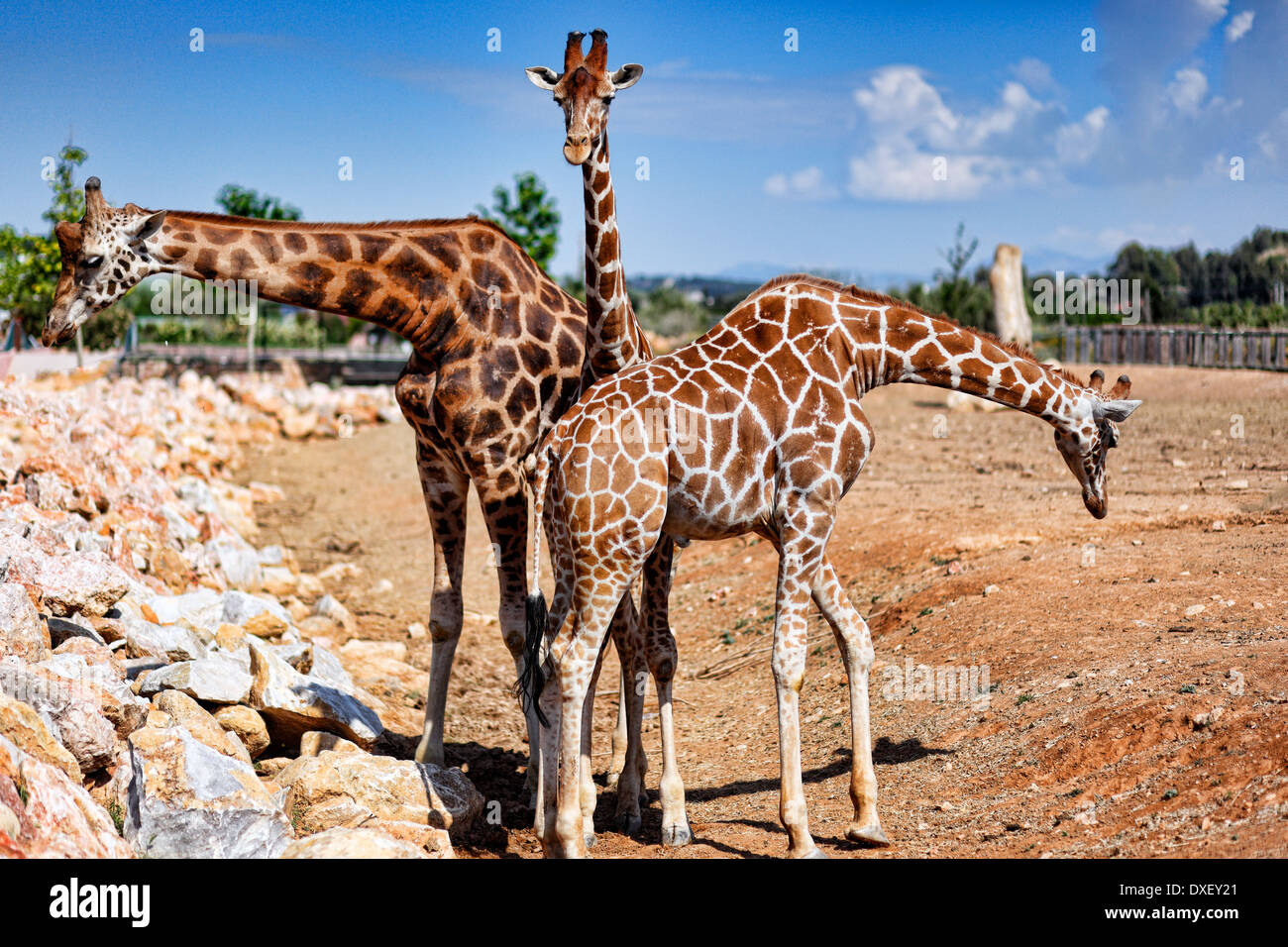 Les Girafes au zoo Banque D'Images