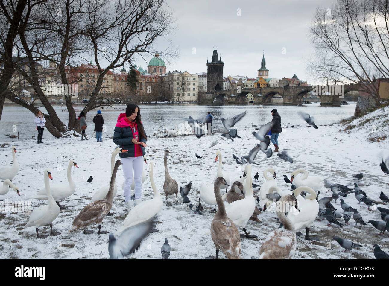 Les cygnes et les mouettes par la Vltava avec au-delà du pont Charles, Prague, République Tchèque Banque D'Images