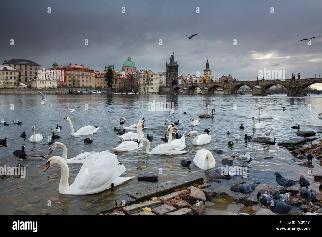 Les cygnes et les goélands sur la Vltava avec au-delà du pont Charles, Prague, République Tchèque Banque D'Images