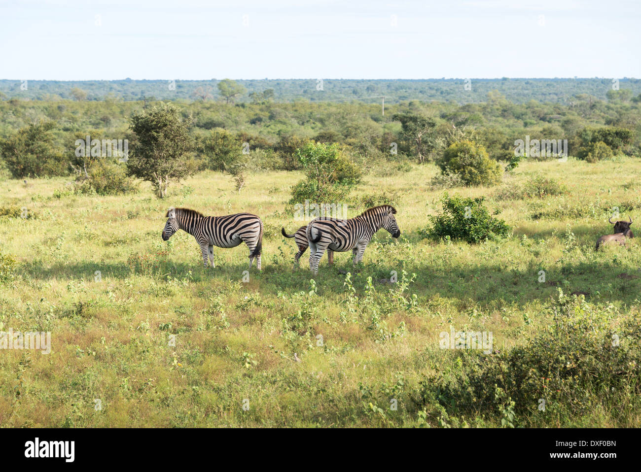 Zèbres dans la réserve de parc national Kruger en Afrique du Sud Banque D'Images