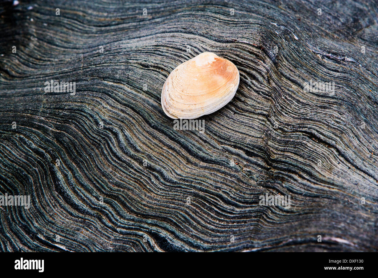 Shell sur suspendu phyllites pliée, roche métamorphique. Banque D'Images