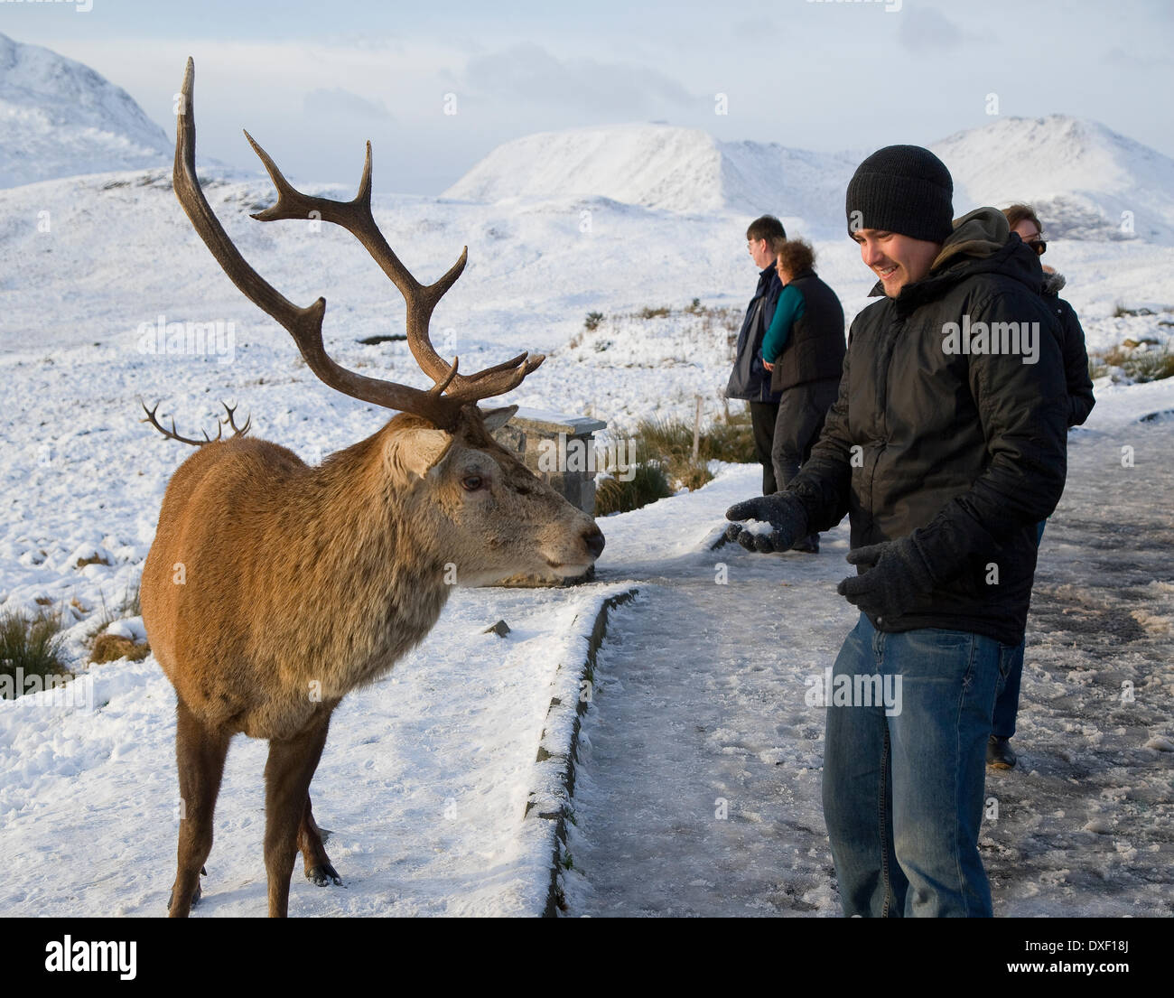 Cerf sauvage, Rannoch Moor, West Highlands Banque D'Images