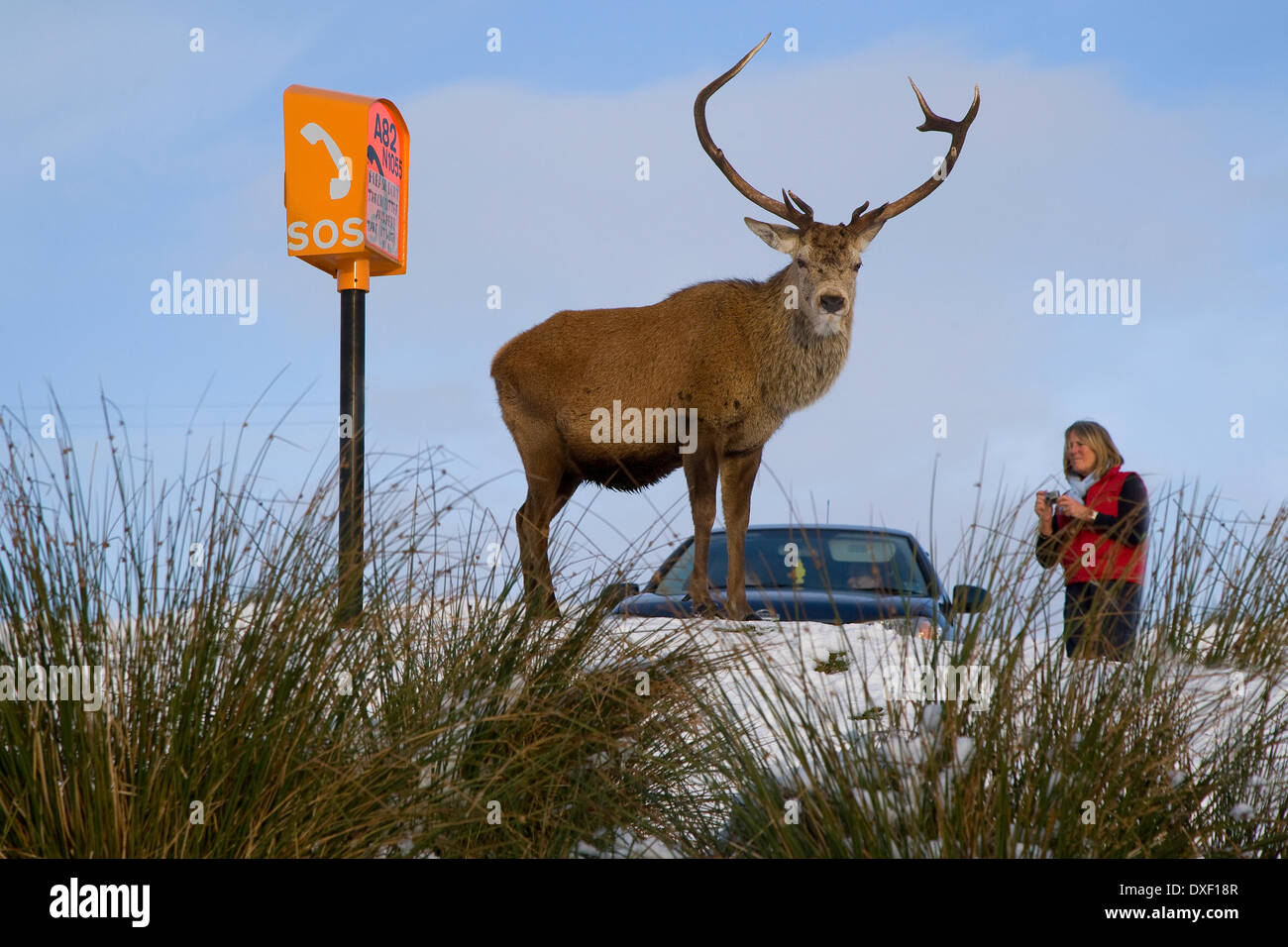 Le tourisme un cerf, Rannoch Moor. Banque D'Images