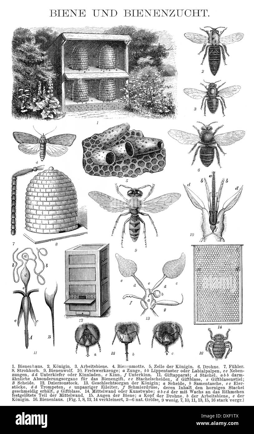 Illustration historique, 19e siècle, à l'apiculture Banque D'Images