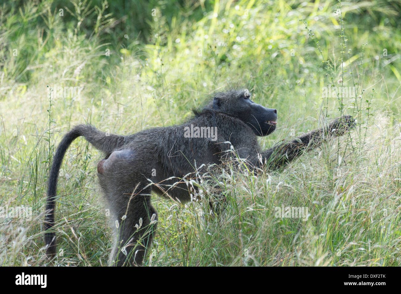 Babouin singe dans le parc Kruger en Afrique du Sud Banque D'Images