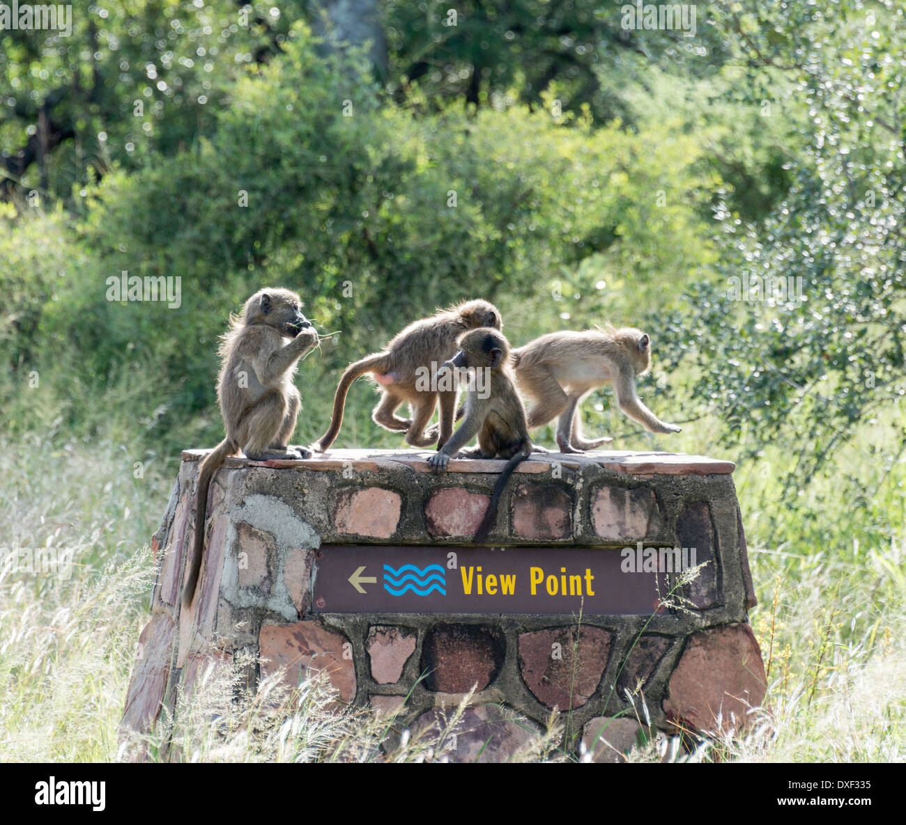Groupe de jeunes singes portant sur le point de vue de la réserve nationale du parc Kruger afrique du sud Banque D'Images