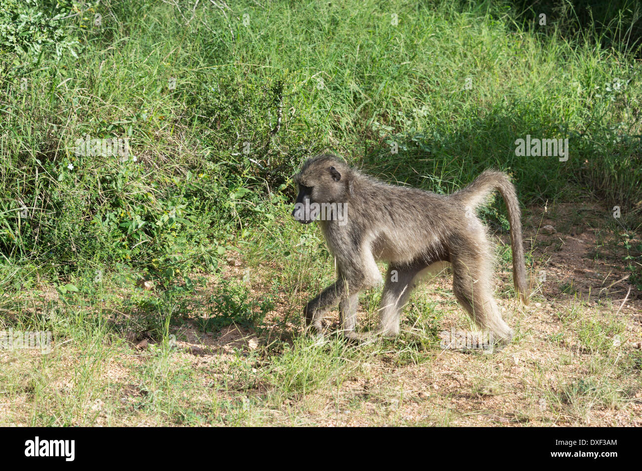 Babouin singe dans le parc Kruger en Afrique du Sud Banque D'Images
