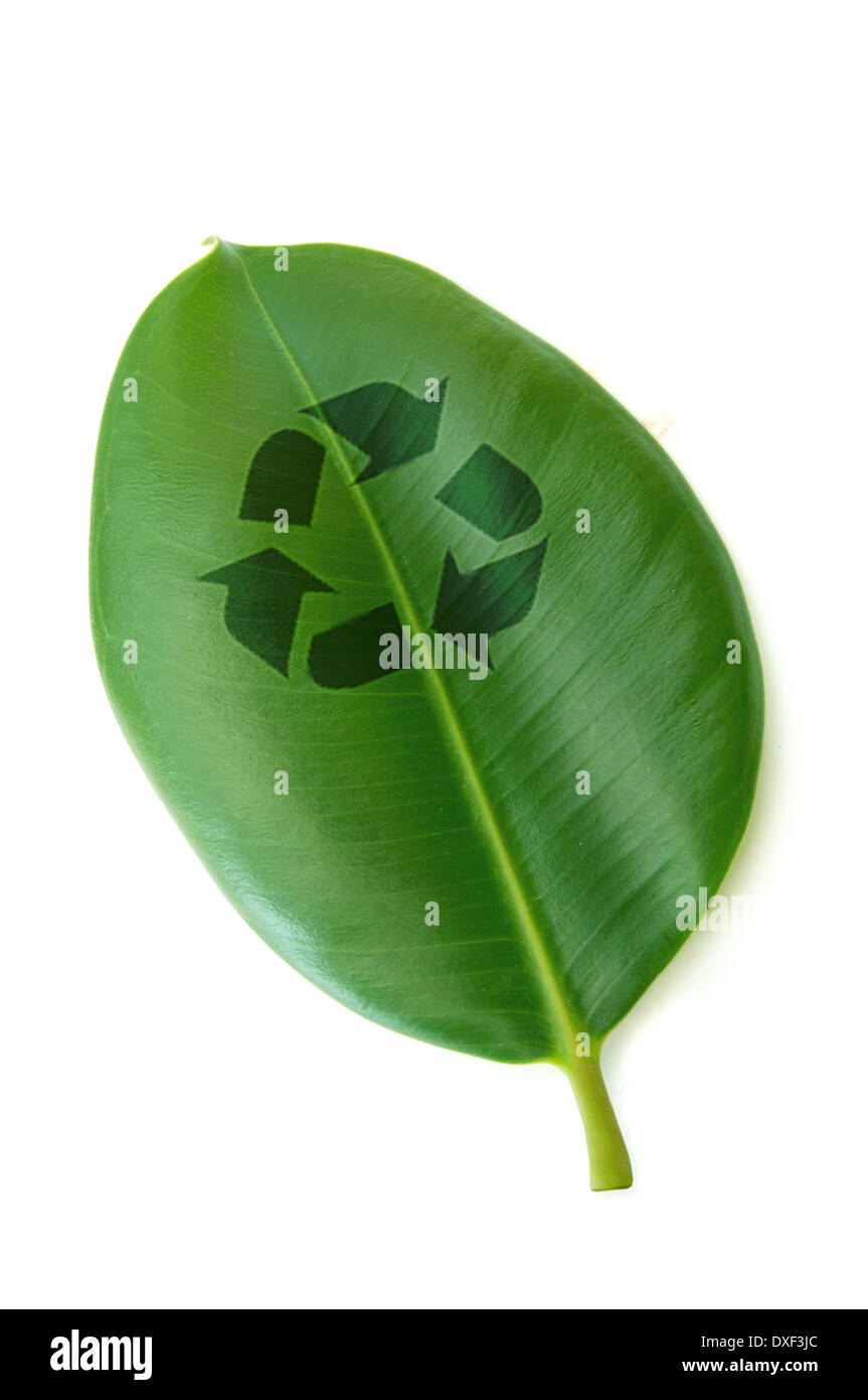 Symbole de recyclage sur une feuille Banque D'Images