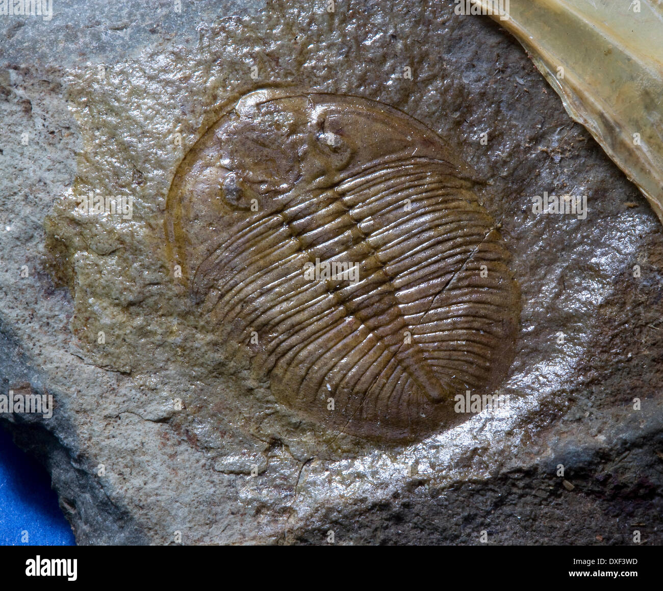 Échantillon de trilobite fossile de Shropshire en Angleterre. Banque D'Images