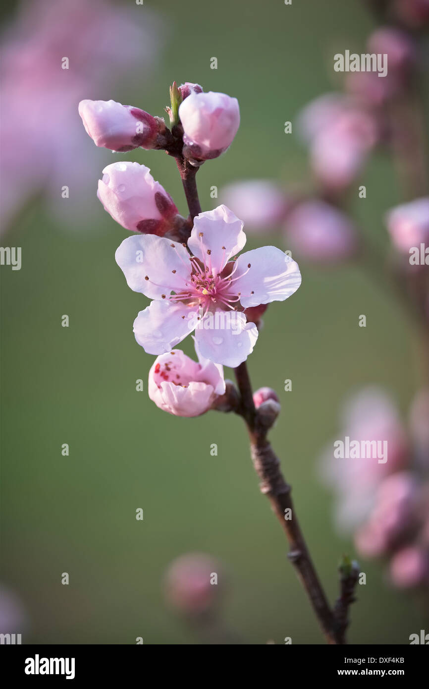 Super Sweet Peach. La princesse blanche. Prunus persica flower bossoms Banque D'Images