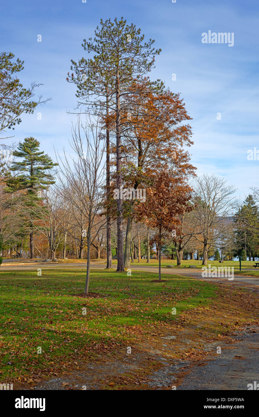 Une vue sur les arbres et les feuilles sur le sol au parc de la ville de Belfast, Maine, à la fin de l'automne. Banque D'Images