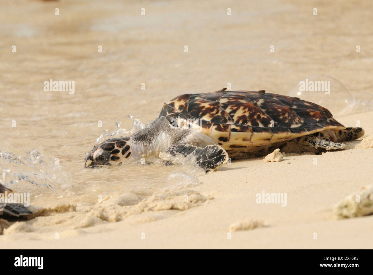 Une tortue de mer(Eretmochelis imbricata), hatclings fonctionnant à la mer, le Parc National de l'Archipel de Los Roques Banque D'Images