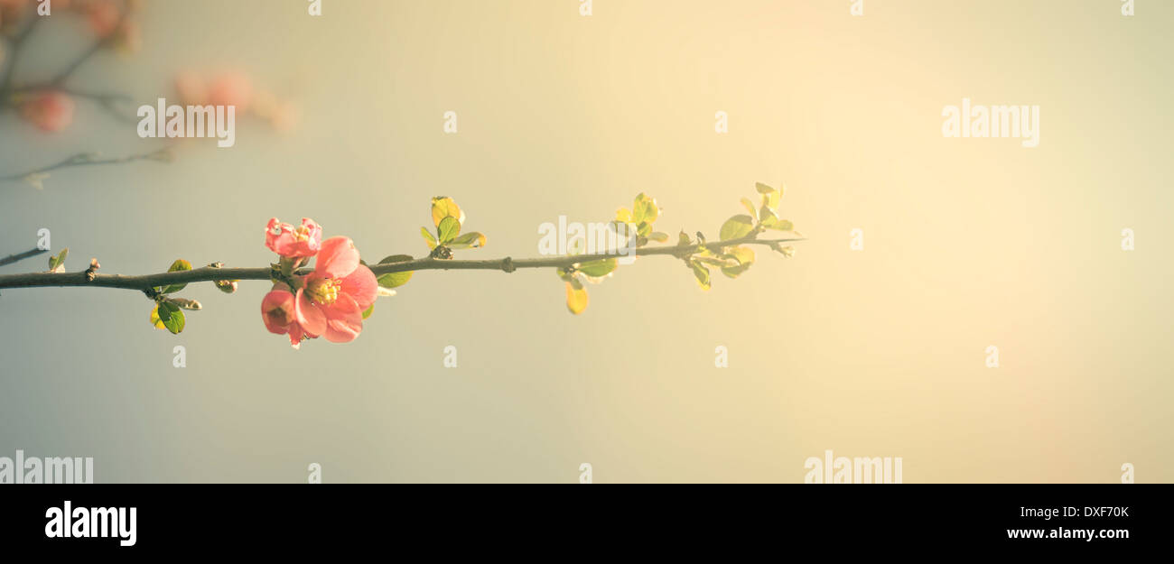 Vintage flowers. Photo de style ancien avec des fleurs d'arbres vieux grunge modèle papier Banque D'Images