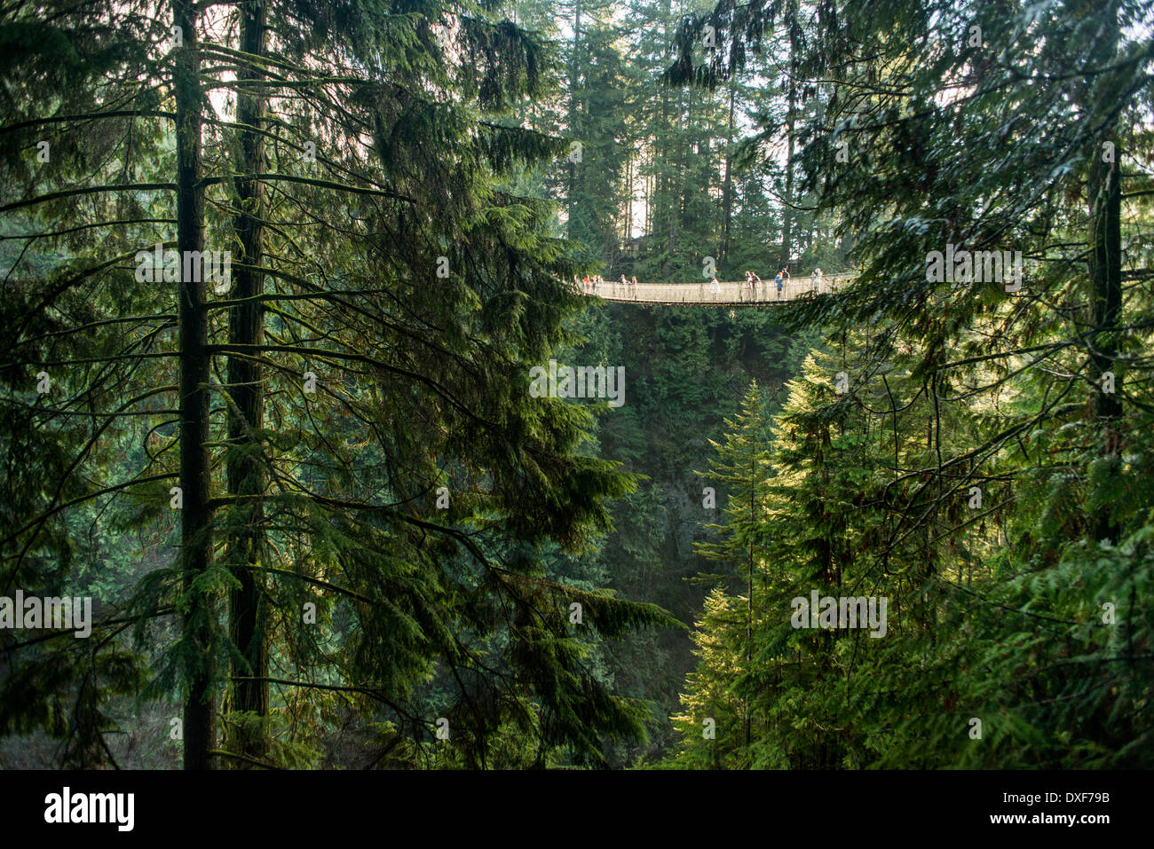 Le Pont Suspendu de Capilano, à North Vancouver, forêt tropicale, attraction touristique, Capilano River Banque D'Images