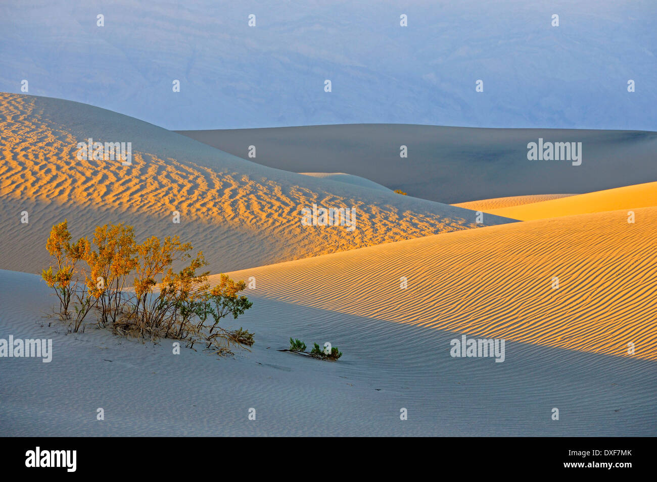 Télévision Mesquite Sand Dunes, Death Valley National Park, California, USA / lumière du matin Banque D'Images
