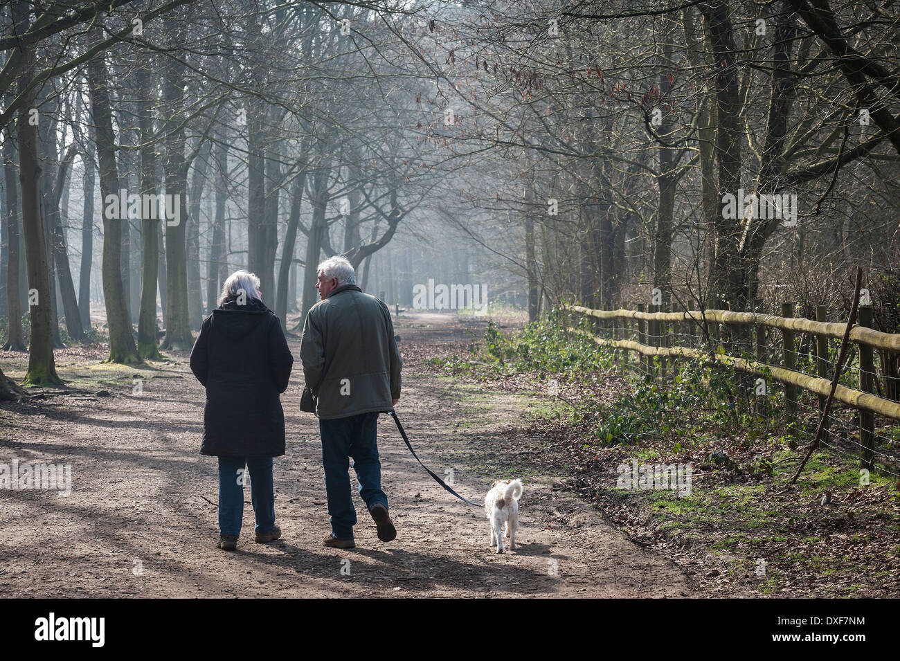 Un couple en train de marcher leur chien Thorndon Park, Essex Banque D'Images