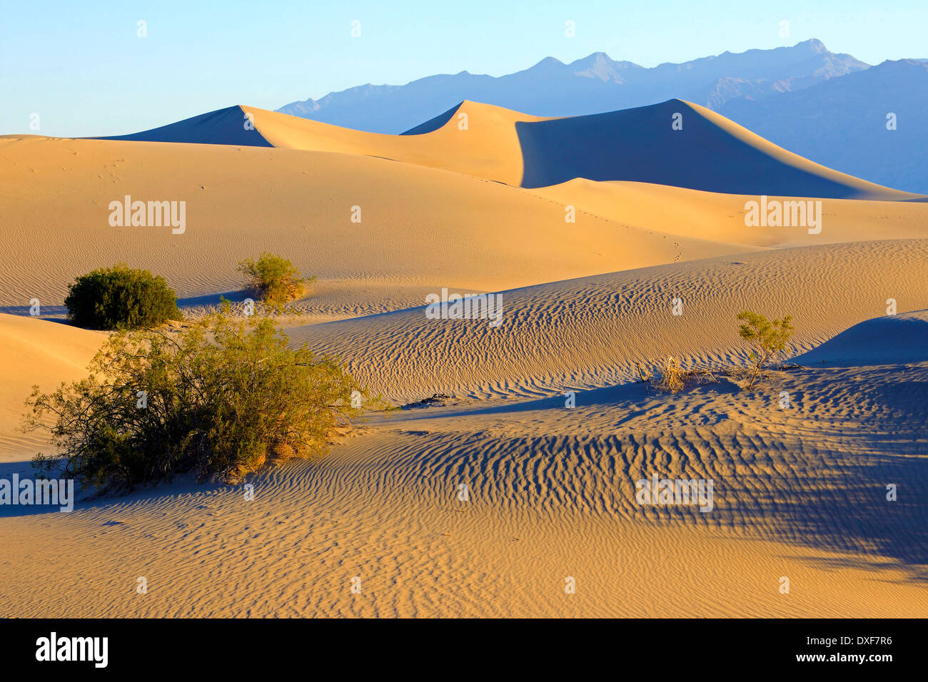 Télévision Mesquite Sand Dunes, Death Valley National Park, California, USA / lumière du matin Banque D'Images