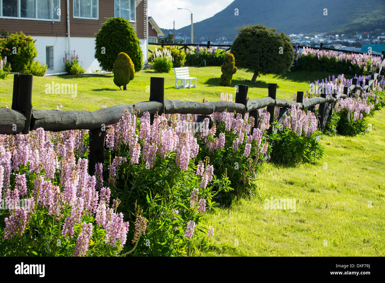 Lupins dans un jardin dans la ville d'Ushuaia qui est la capitale de la Terre de Feu, en Argentine Banque D'Images