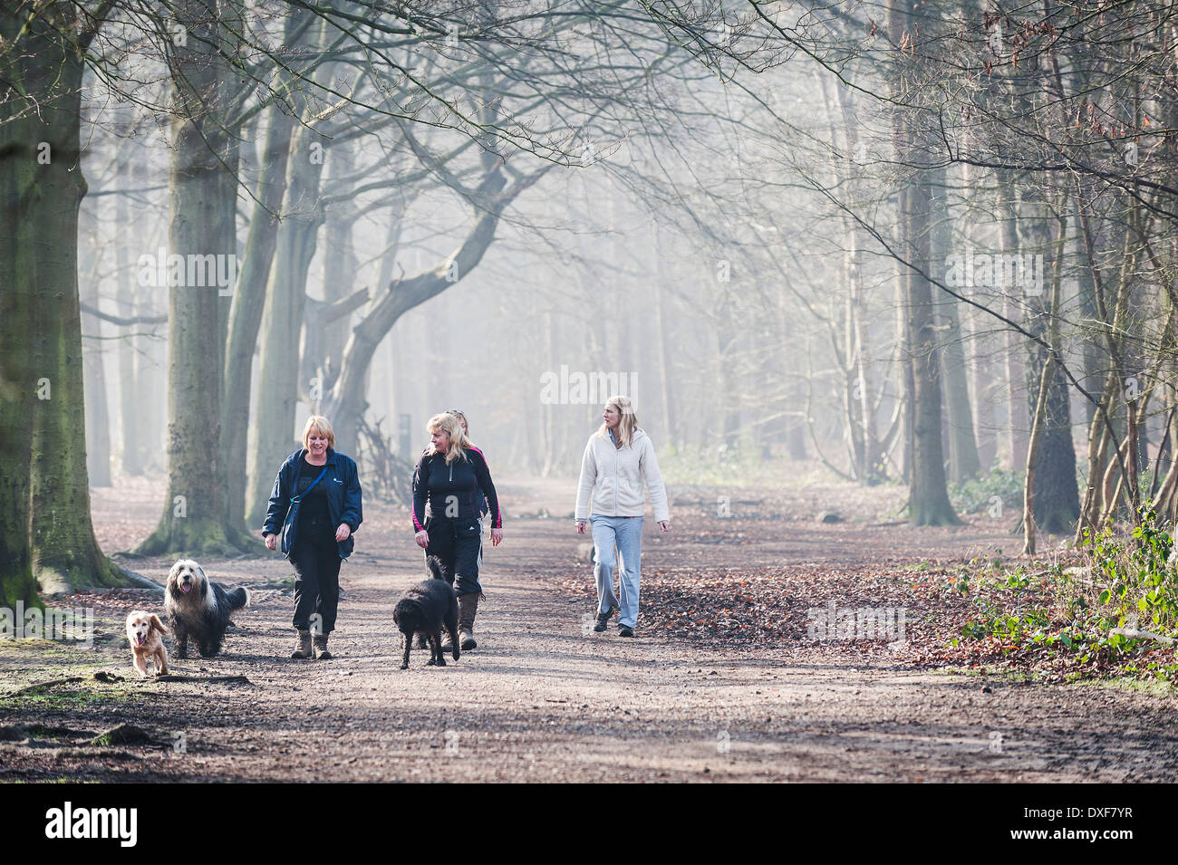 Les promeneurs de chiens à Thorndon Park dans l'Essex Banque D'Images