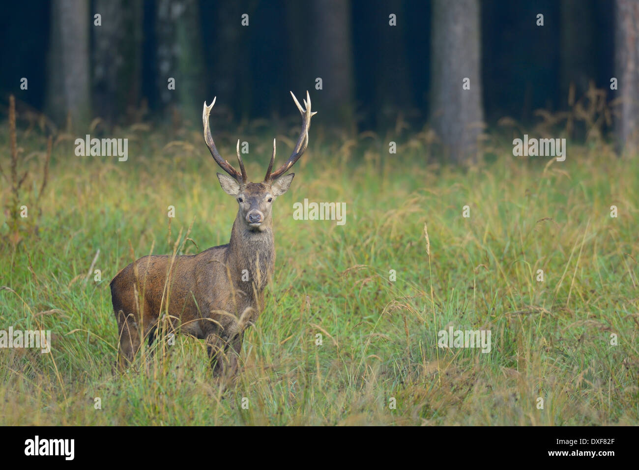 Portrait of Red Deer (Cervus elaphus) en automne, Allemagne Banque D'Images