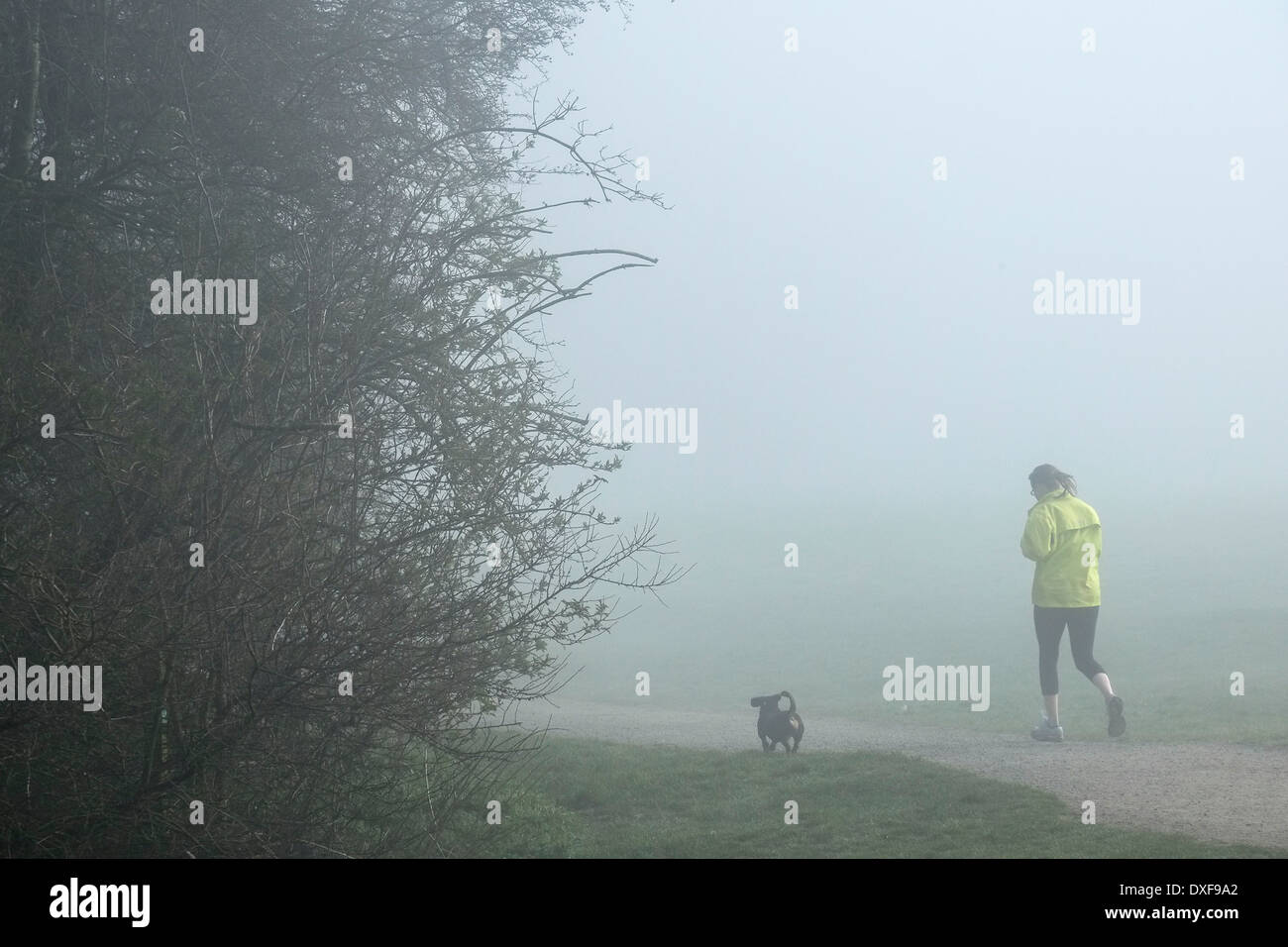 Une femme et son petit chien traverse un épais brouillard dans l'Essex, bois. Banque D'Images