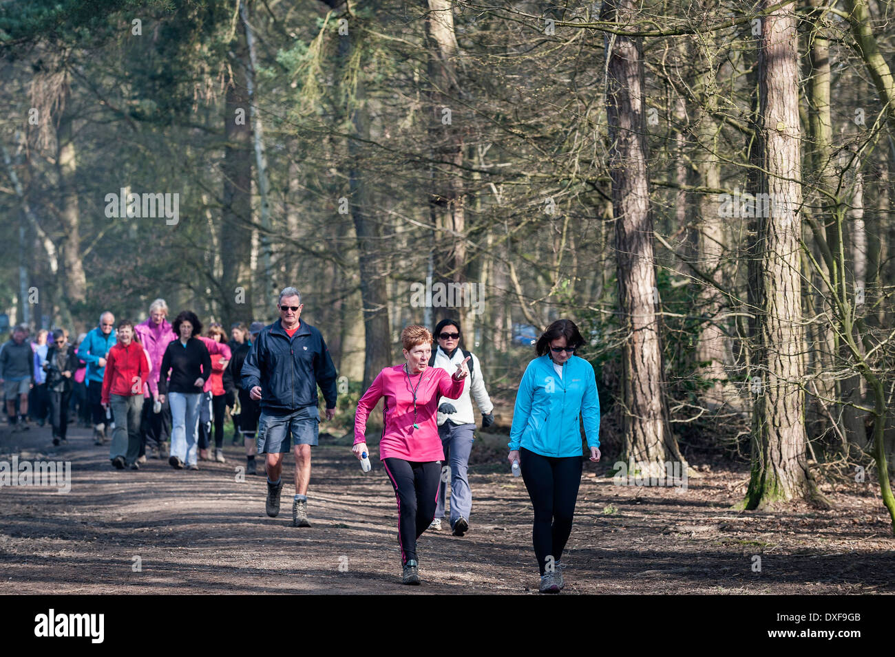 Un groupe de randonneurs s'exerçant dans les bois dans l'Essex. Banque D'Images