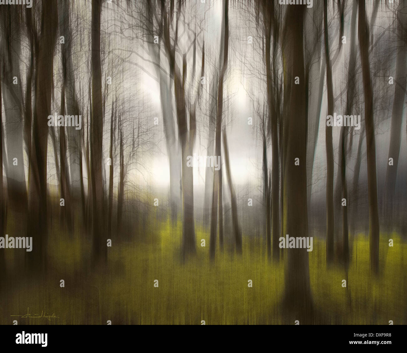 ICM PHOTO ART: Bois magique Banque D'Images