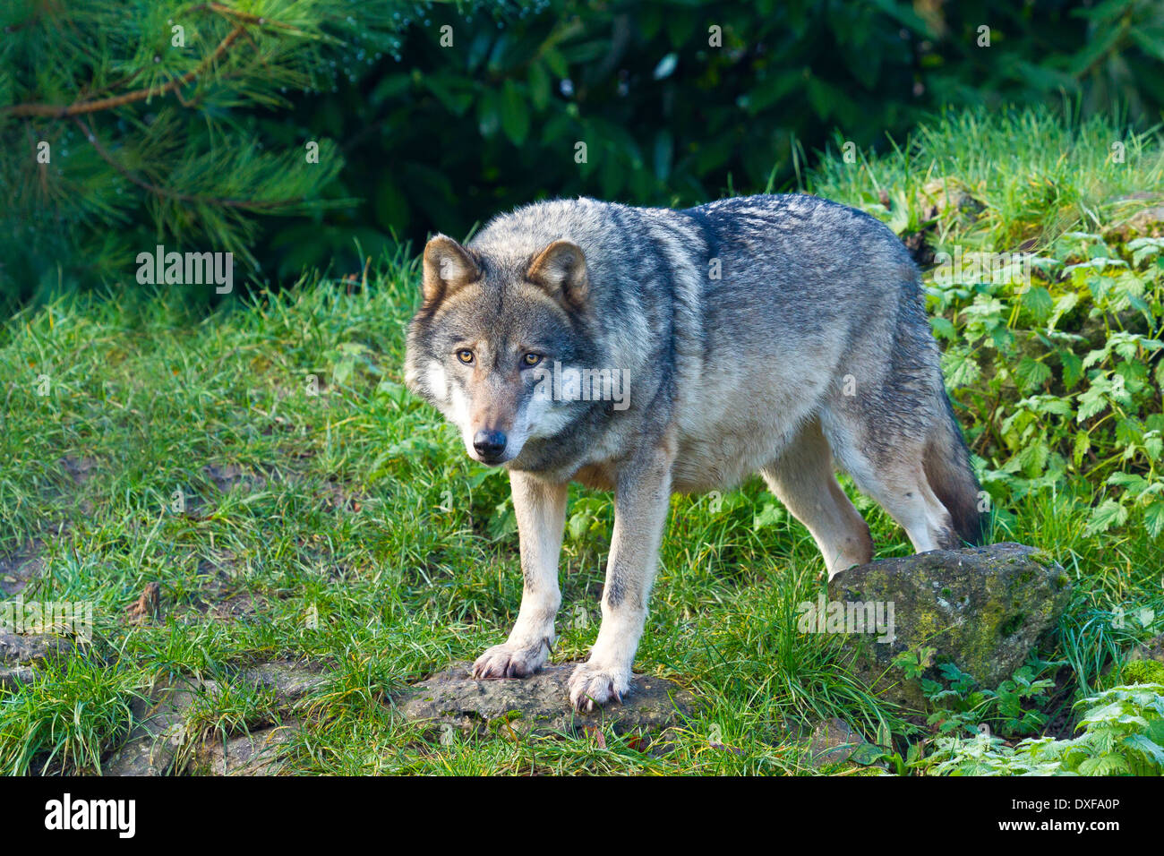 Le bois canadien le loup, loup toundra de l'Alaska ou de la vallée du Mackenzie wolf (Canis lupus occidentalis) Comité permanent Banque D'Images