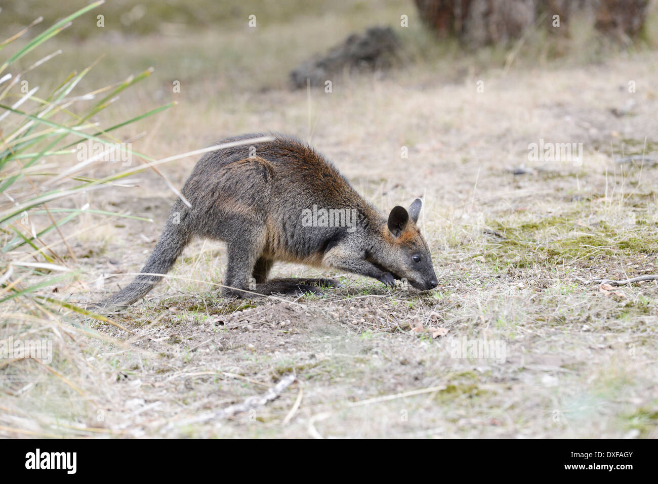 Swamp ou Noir wallaby (Wallabia bicolor), le pâturage. Banque D'Images