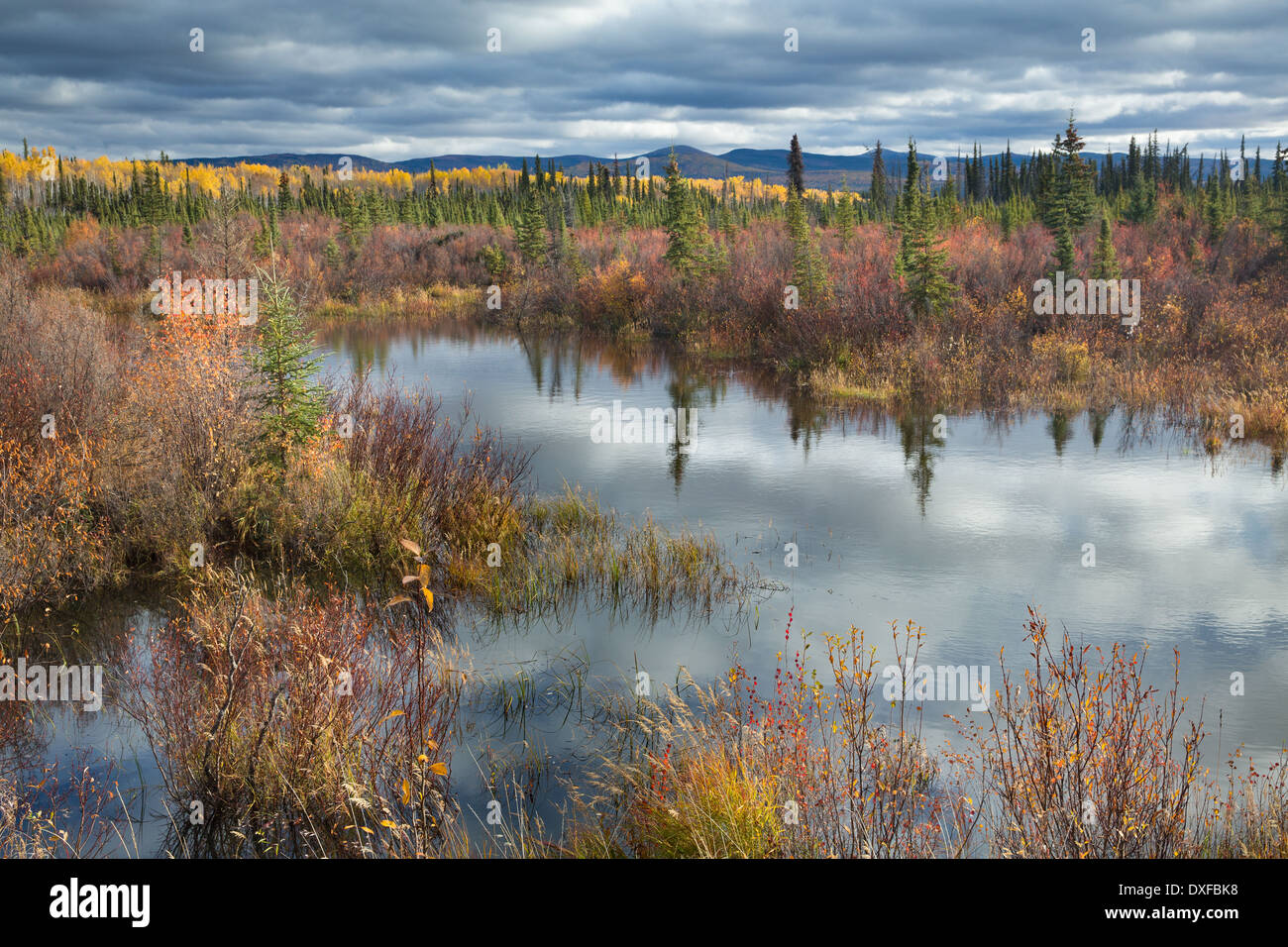 Couleurs d'automne dans la forêt boréale sur la piste de l'argent près de Mayo, au Yukon, Canada Banque D'Images