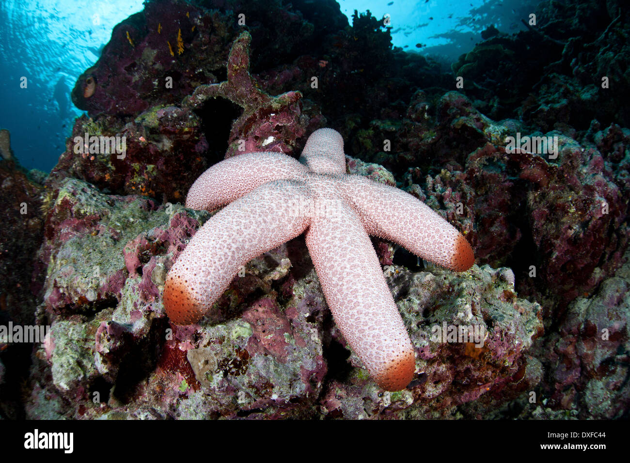 Thromidia catalai géant de Mer, Océan Pacifique, de la Mélanésie, Îles Salomon, Banque D'Images