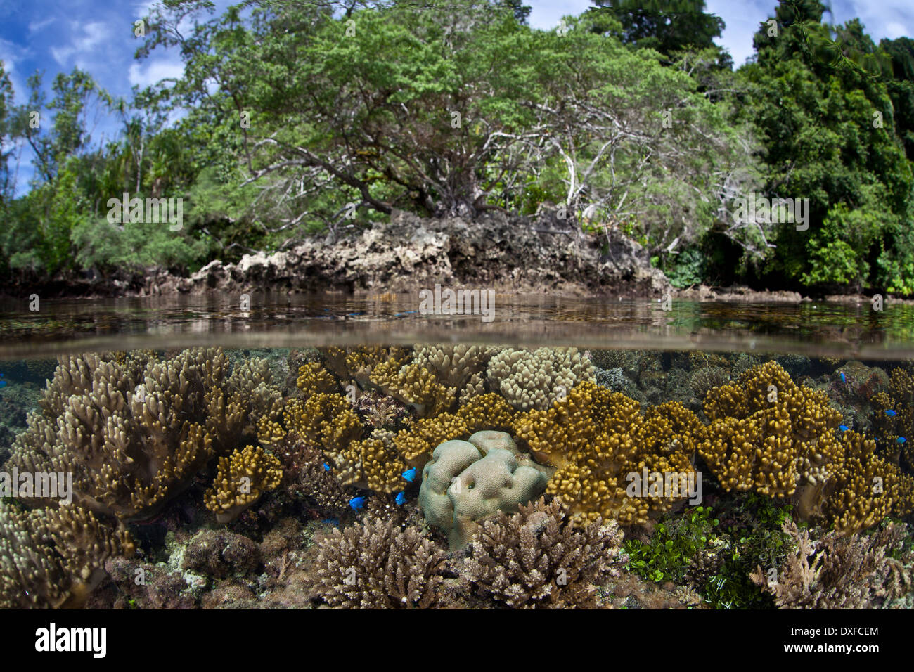 Les coraux en eaux peu profondes, Acropora sp., la Mélanésie, l'océan Pacifique, les Îles Salomon Banque D'Images
