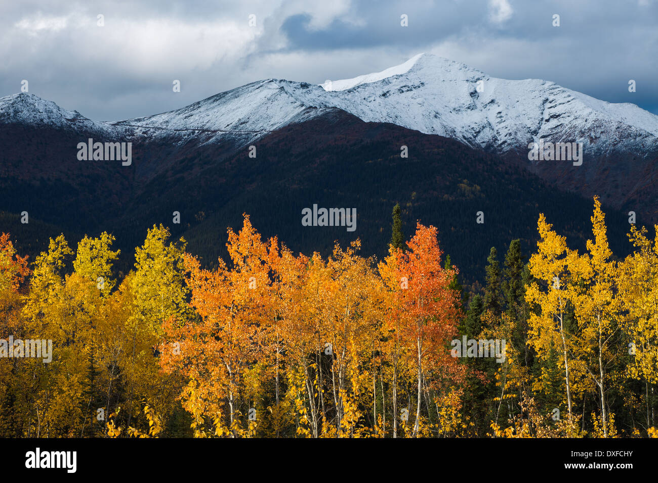 Couleurs d'automne de la forêt boréale dans la rivière Stewart Valley, Territoire du Yukon, Canada Banque D'Images