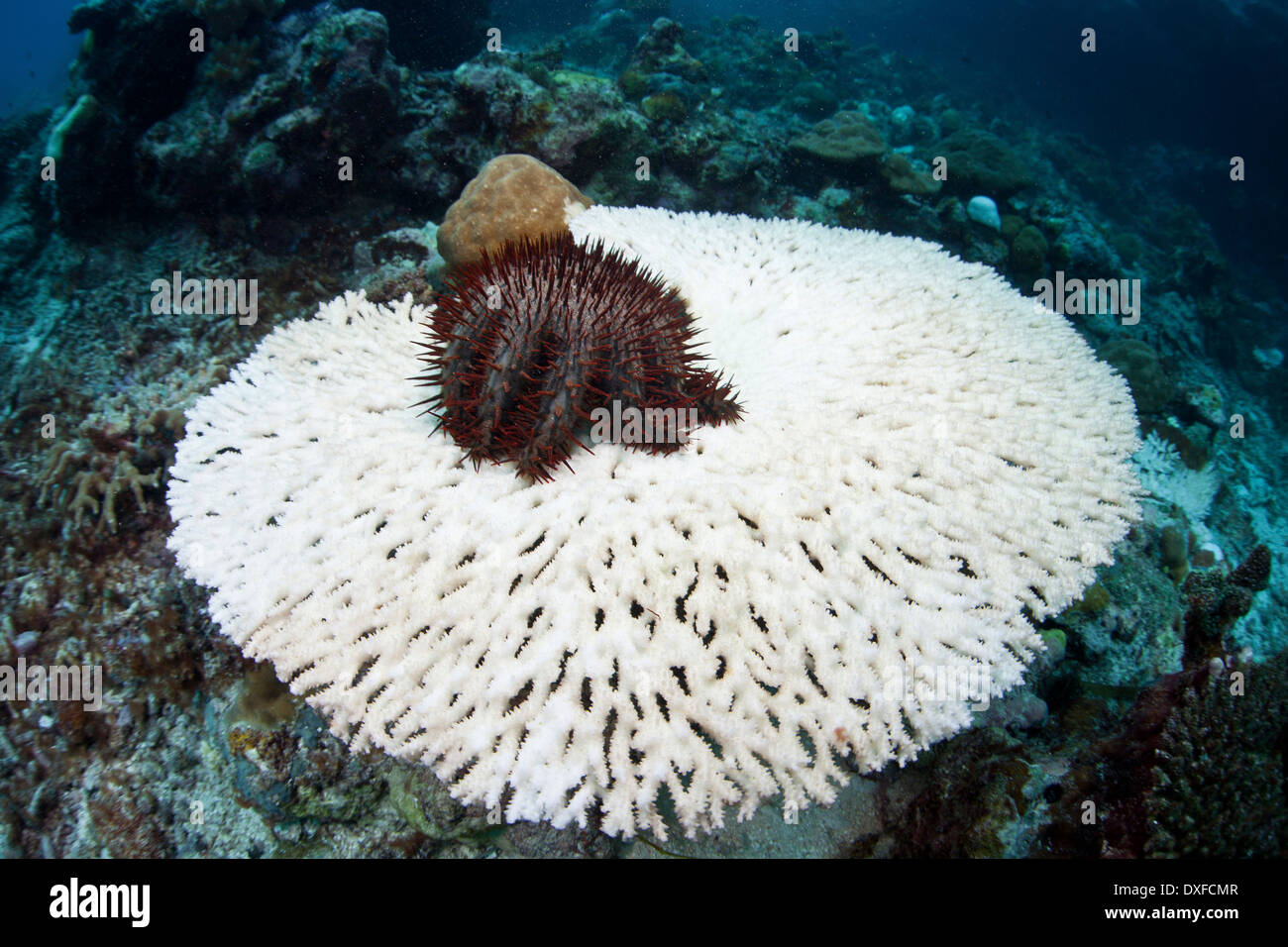 La couronne d'épines sur la table d'alimentation Seastar, corail Acanthaster planci, la Mélanésie, l'océan Pacifique, les Îles Salomon Banque D'Images