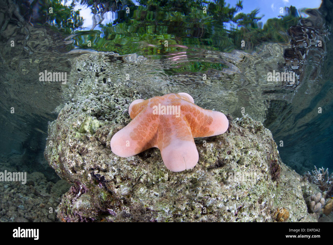 Starfish granulaire, Choriaster granulatus, la Mélanésie, l'océan Pacifique, les Îles Salomon Banque D'Images