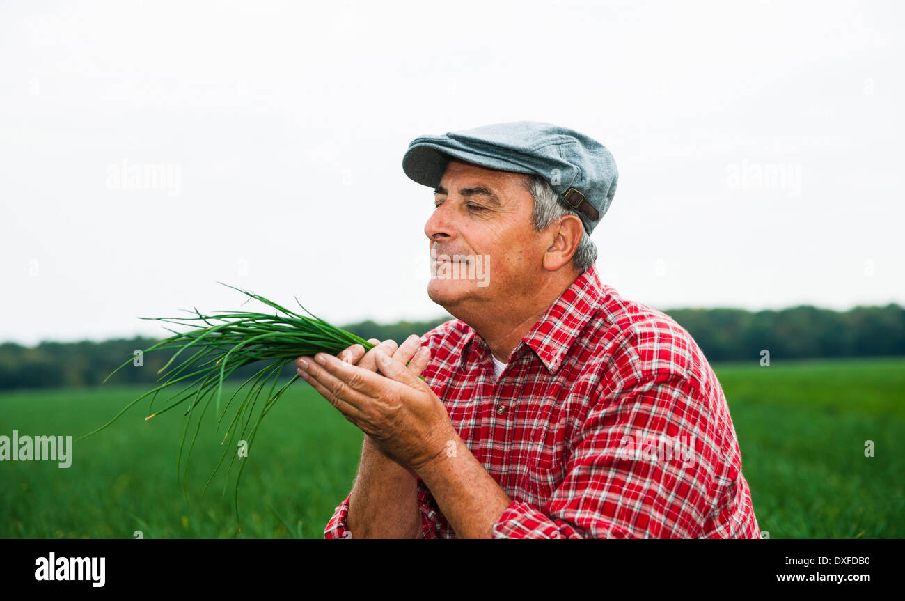 Close-up of farmer in field, holding et sentir la ciboulette en mains, Hesse, Allemagne Banque D'Images