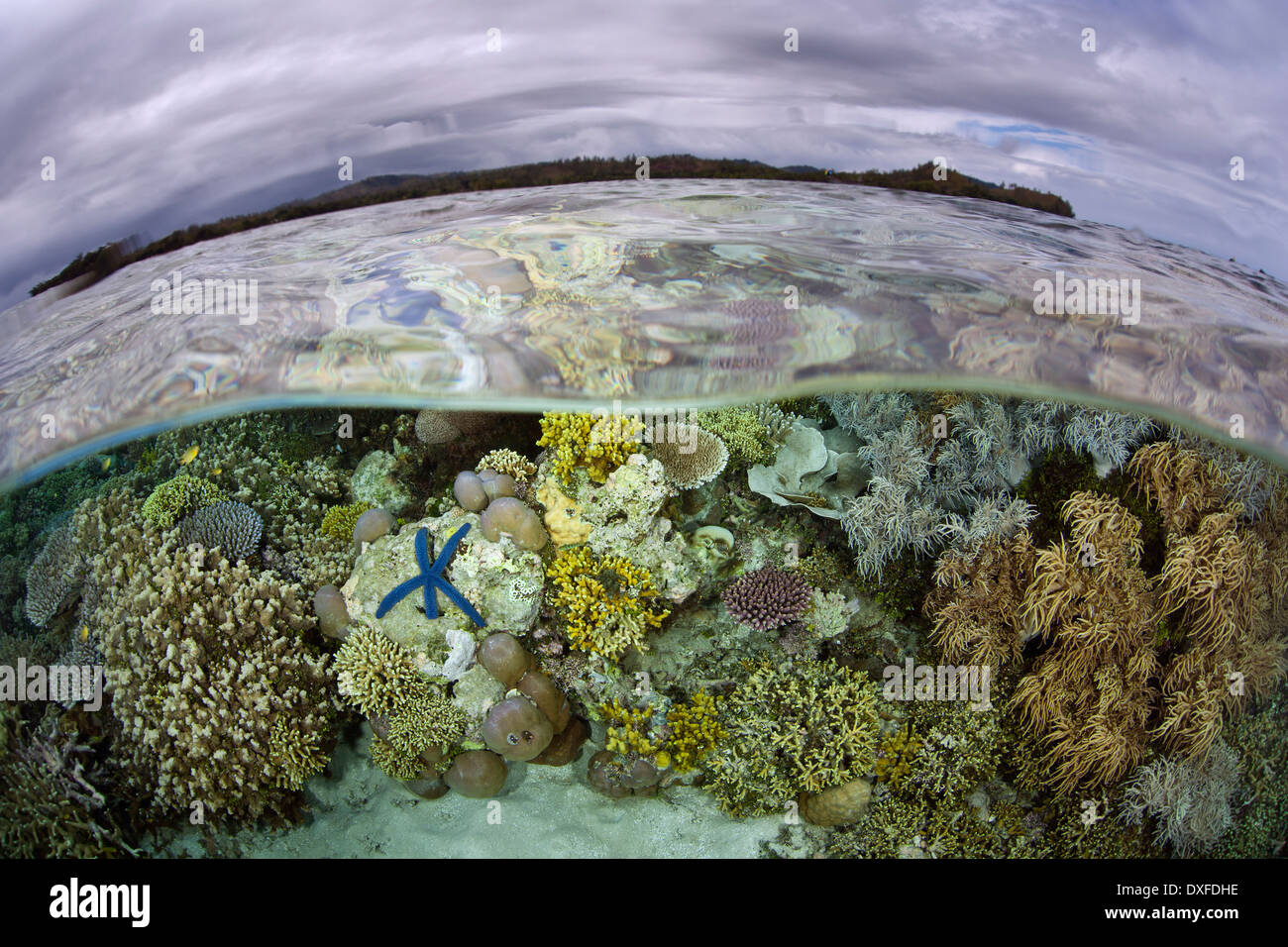 Les coraux en eaux peu profondes, Acropora sp., la Mélanésie, l'océan Pacifique, les Îles Salomon Banque D'Images