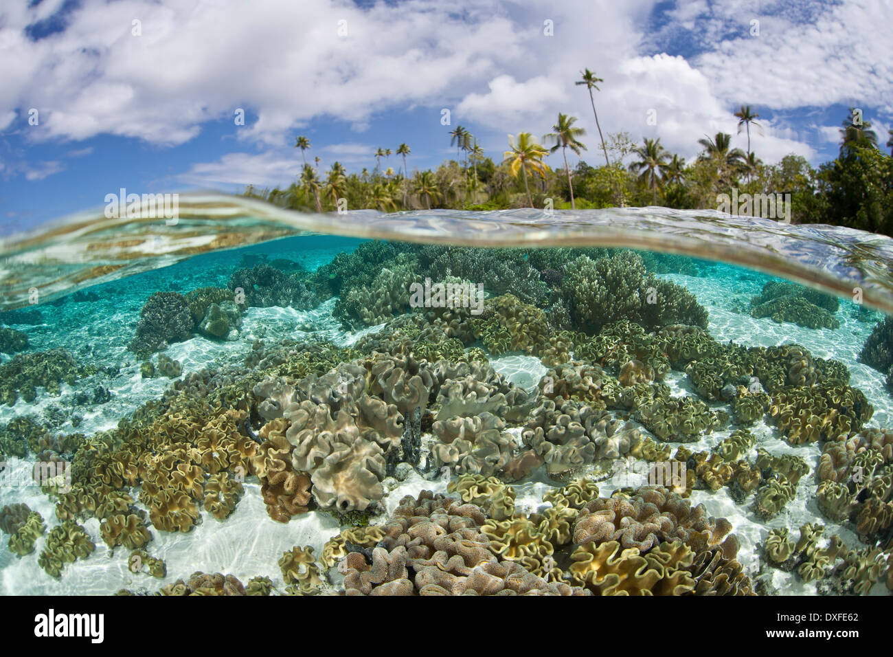 Lagon de l'île tropicale, la Mélanésie, l'océan Pacifique, les Îles Salomon Banque D'Images