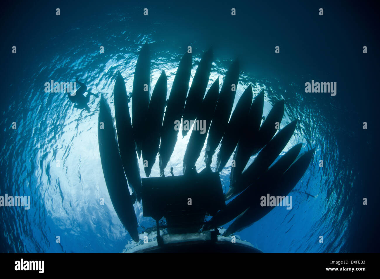 Vente de produits à des autochtones, Journée de la Mélanésie, l'océan Pacifique, les Îles Salomon Banque D'Images