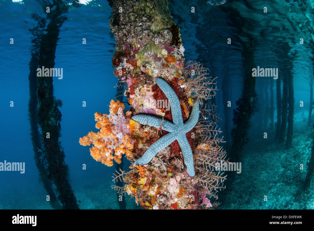 L'étoile bleue s'accroche à un quai, Linckia laevigata, Raja Ampat, Papouasie occidentale, en Indonésie Banque D'Images