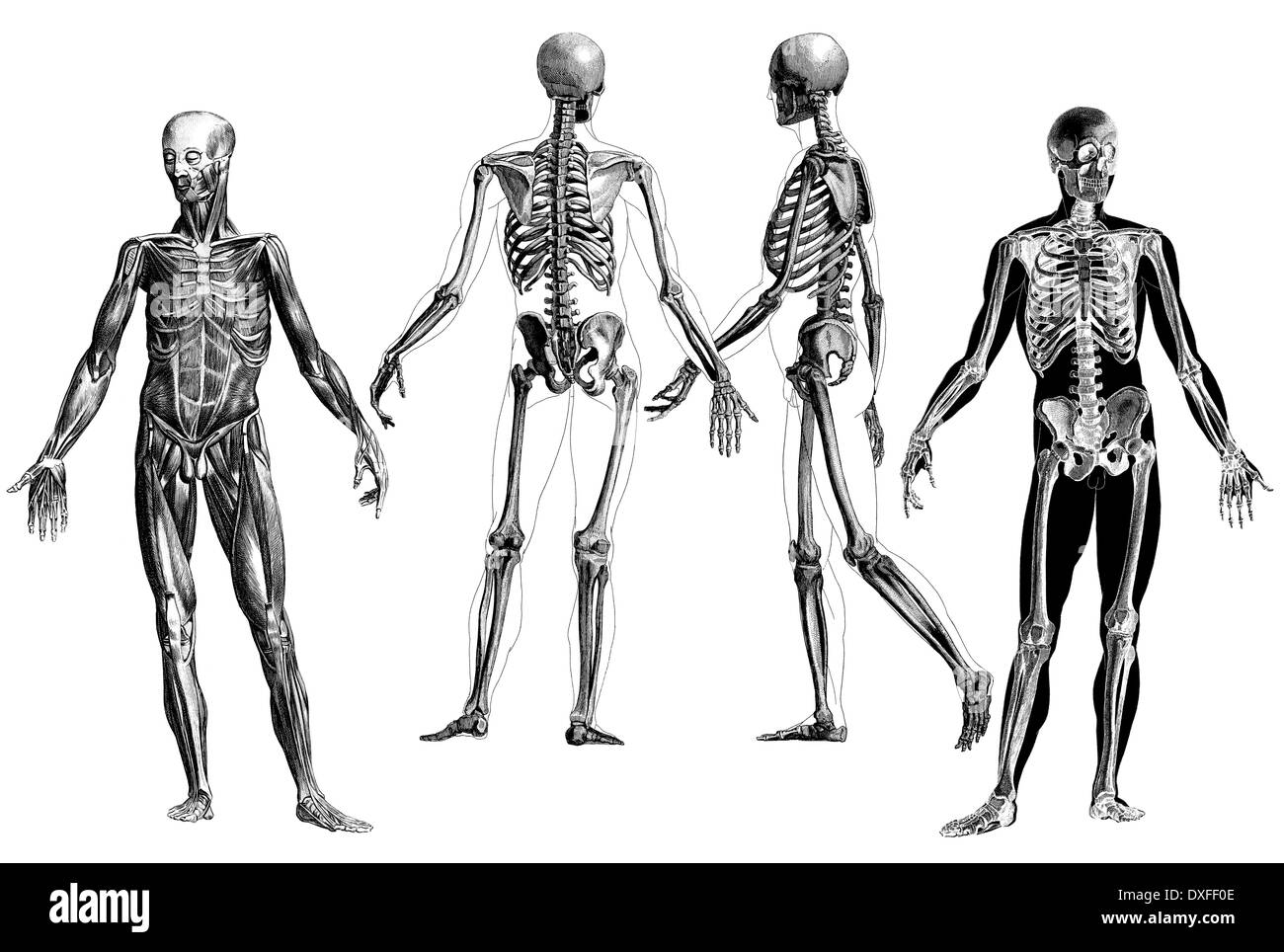 Old Victorian gravures anatomiques du corps humain. Banque D'Images