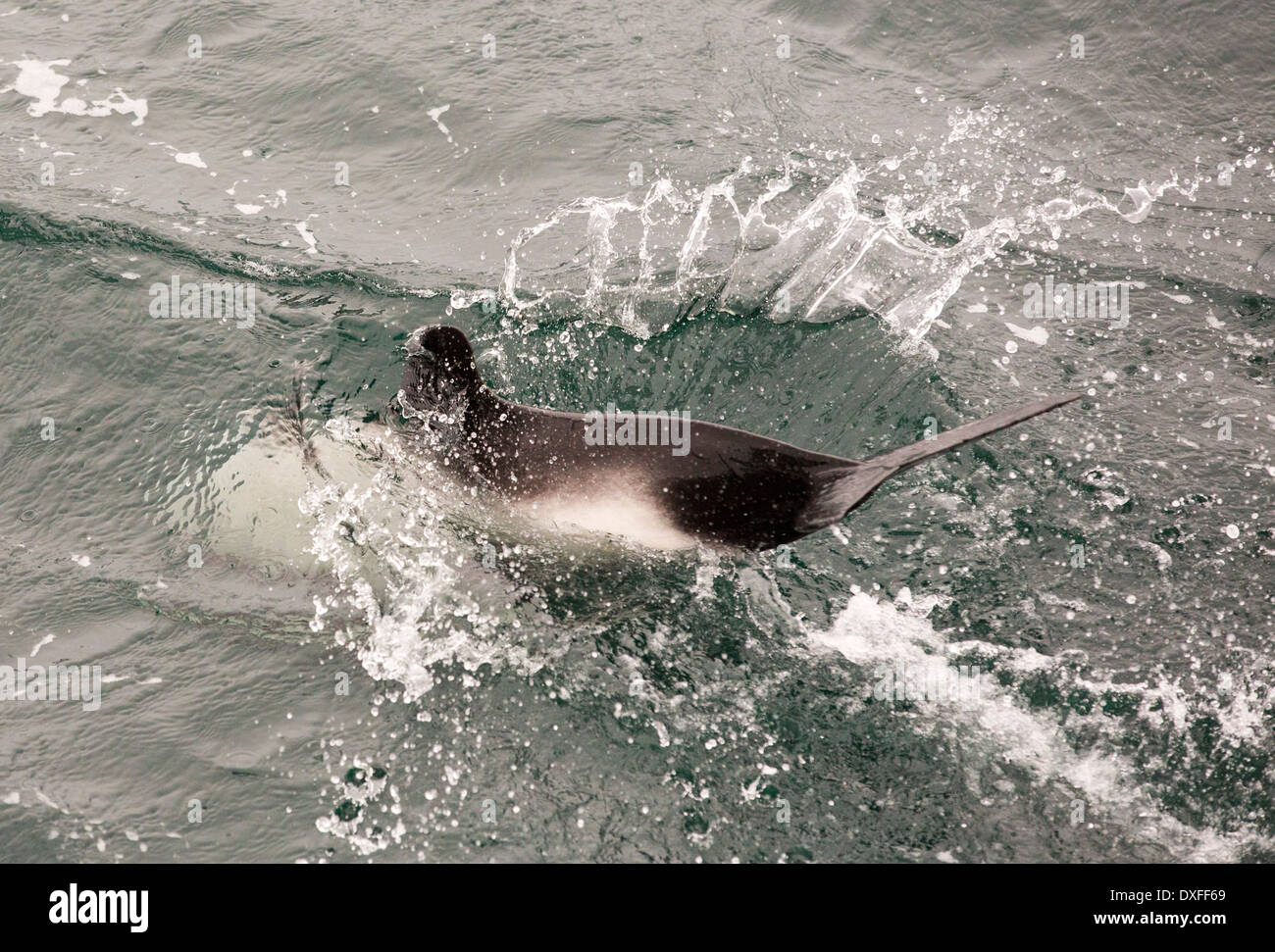 Dauphin de Commerson (Cephalorhynchus commersonii) nager autour d'un navire au large des îles Falkland. Banque D'Images