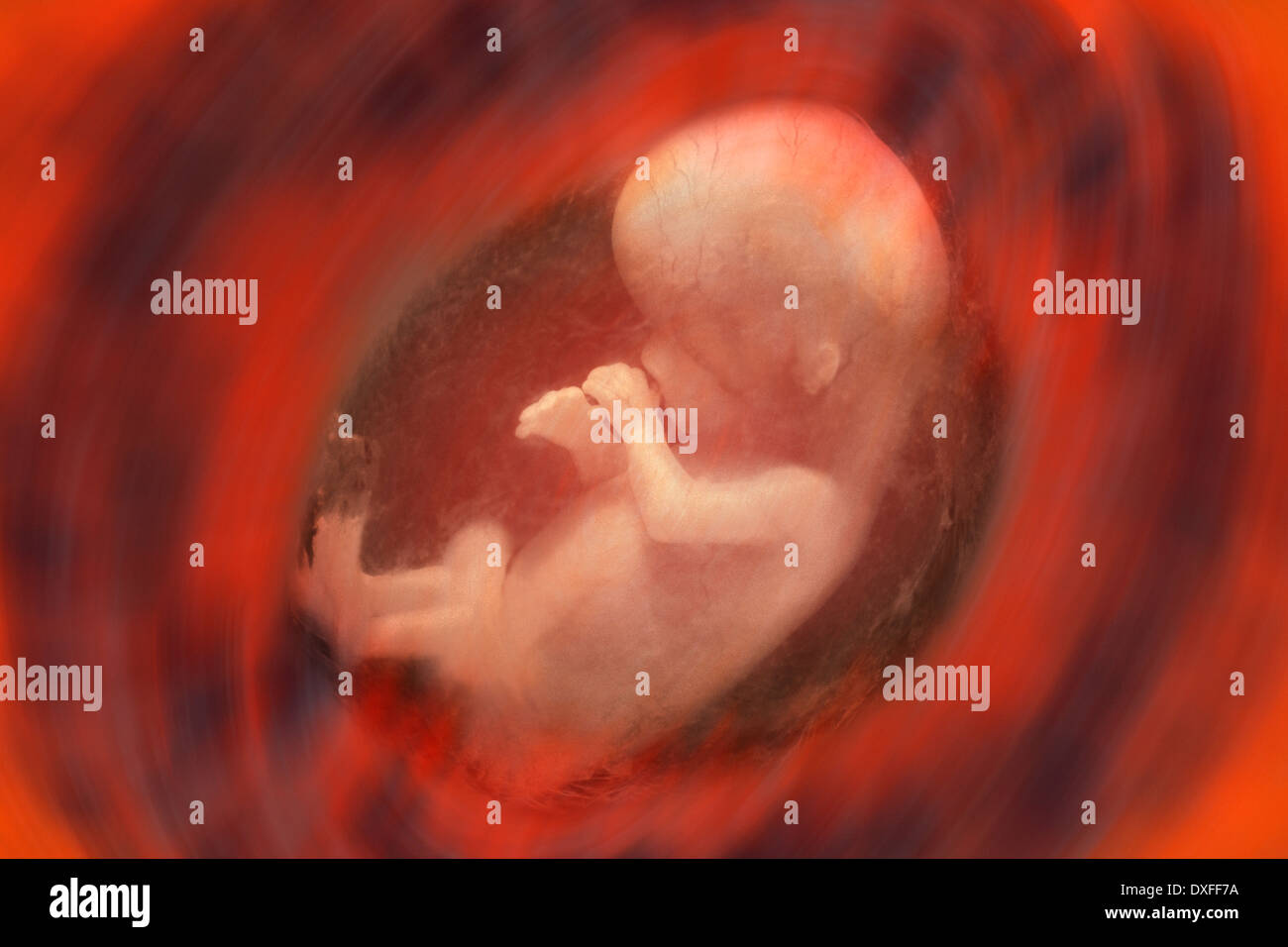 Vue interne d'un foetus humain - environ 10 semaines Banque D'Images